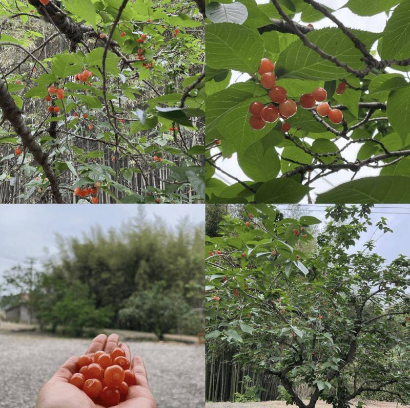 每日看点!“资深教师”为了卖课渲染暑假很可怕 央视主播康辉称：得治